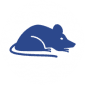 rodent