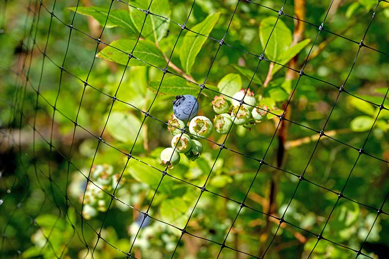bird-netting Bird Netting