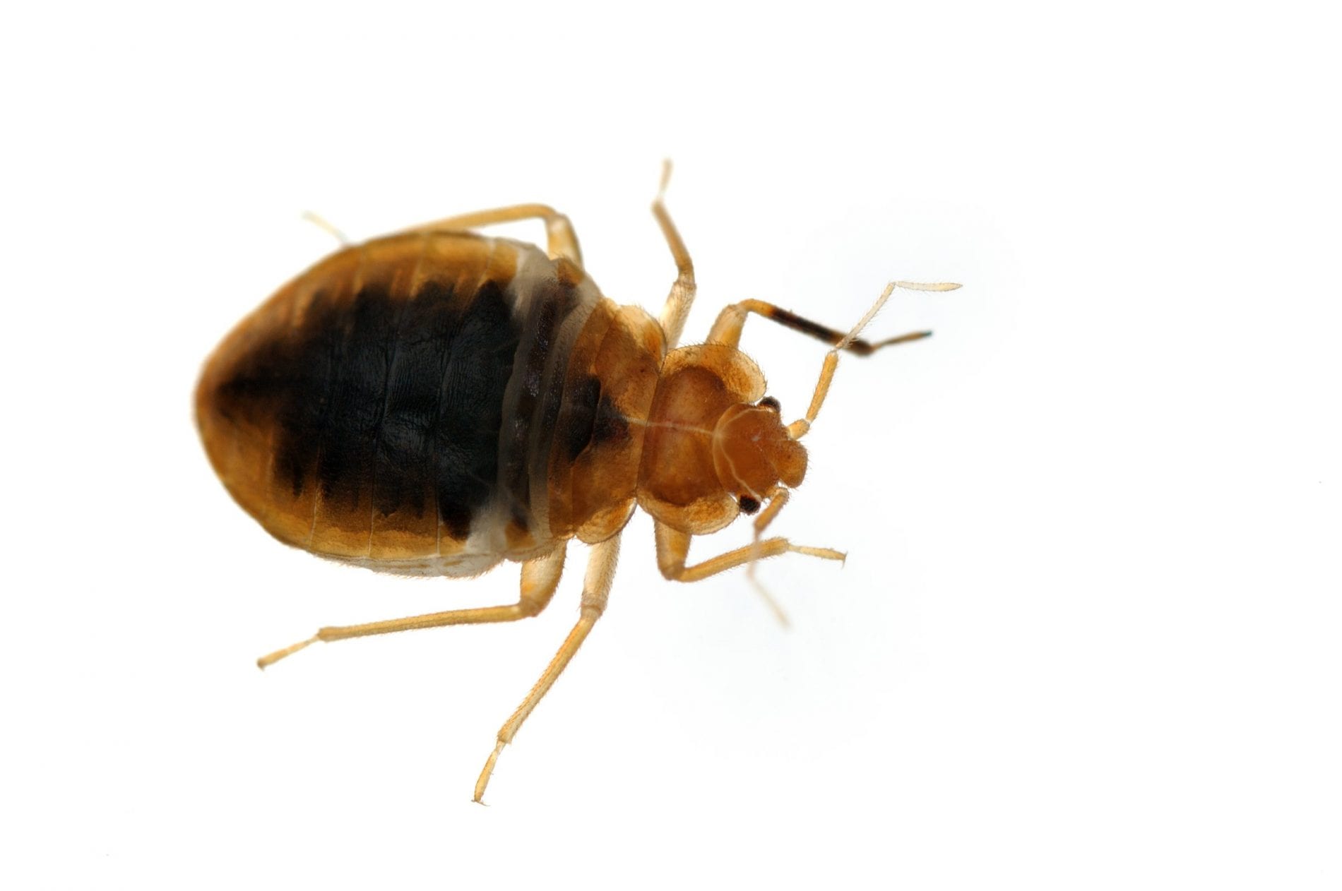 Bed Bug Bed bug