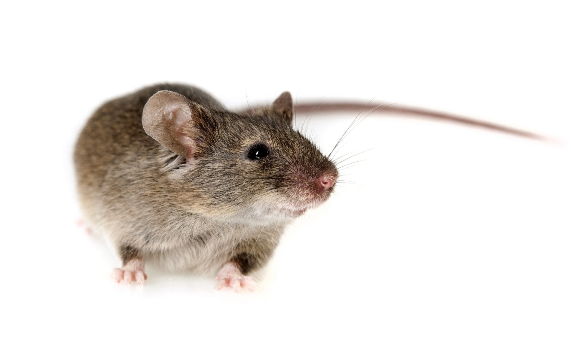 Rodent