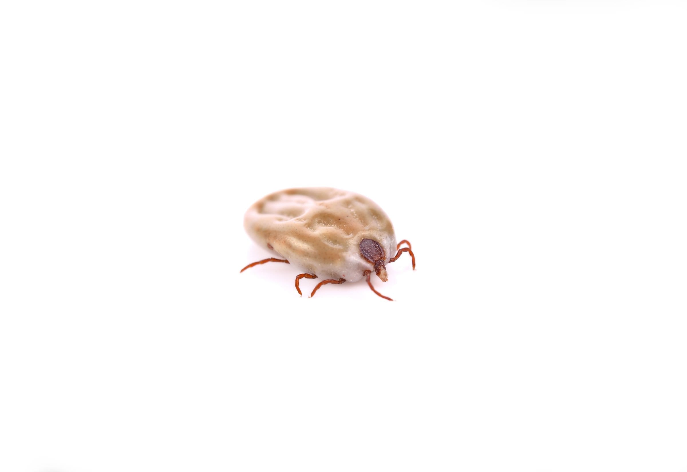 Tick tick