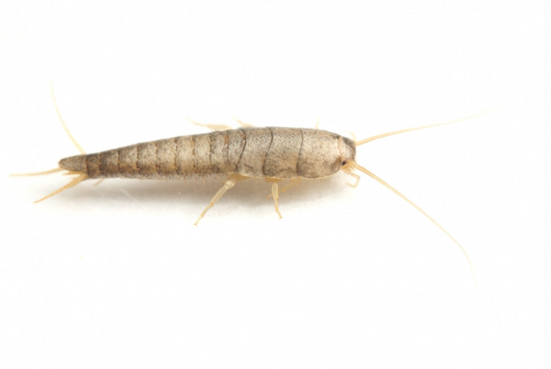 silverfish silverfish