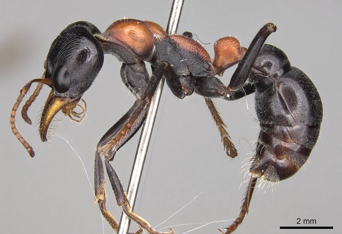 Bull Ant