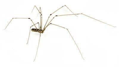 Daddy Long Legs Daddy Long Legs Spider