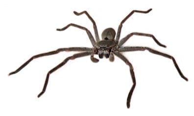 Huntsman Spider Hunstman Spider