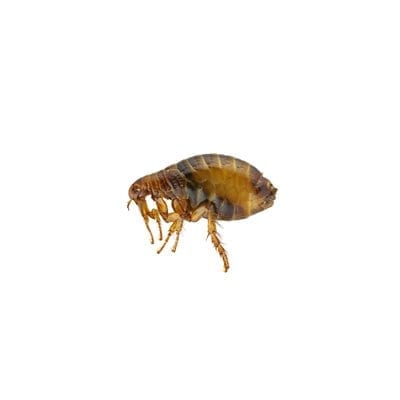 flea Flea