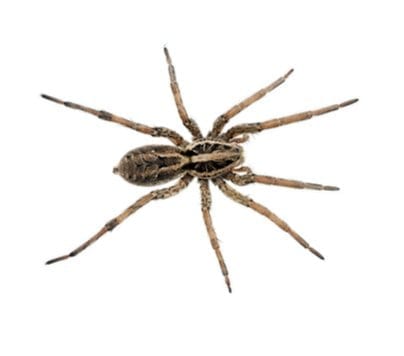 wolf spider WOLF SPIDER